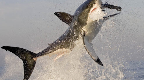 great white image by chris fallows