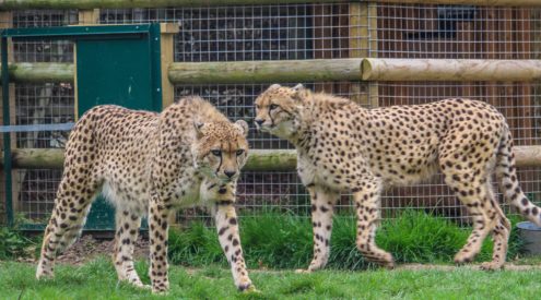 nairo and saba cheetahs